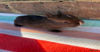 Netherland Dwarf rabbits Sweet Netherland Dwarf bunnies  - Advert 1