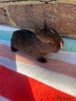 Netherland Dwarf rabbits Sweet Netherland Dwarf bunnies - Advert 1