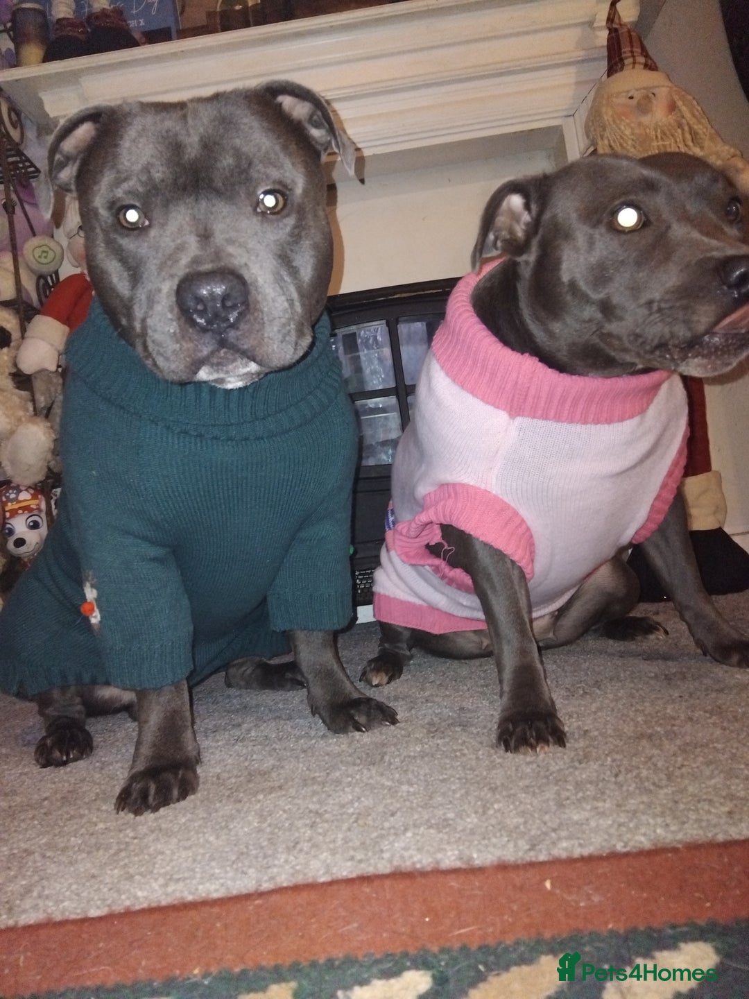 Staffordshire Bull Terrier dogs for sale: Blue Staffordshire Bull Terrier Puppies - Advert 6