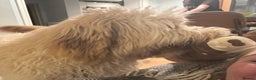 Bernedoodle dogs for sale: Gentle Giant Bernedoodles - Advert 15