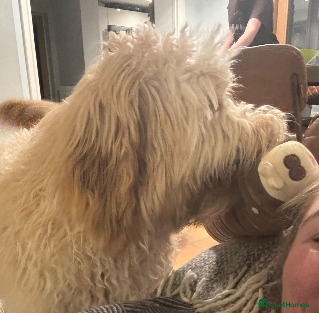 Mixed Breed dogs for sale: Gentle Giant Bernedoodles - Image 8