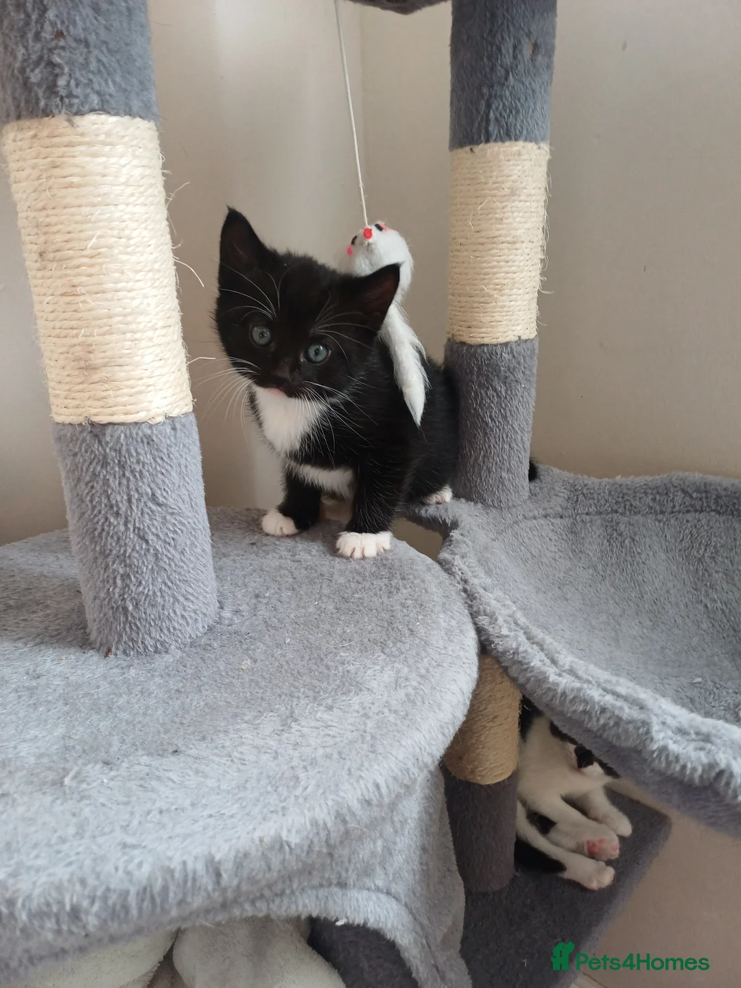 Mixed Breed cats for sale: Lovely kittens  - Advert 11