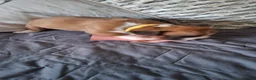 Boxer dogs for sale: Kc reg boxer puppies forsale - Advert 2