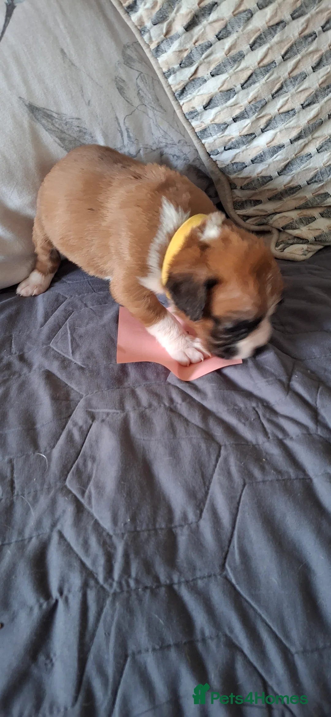 Boxer dogs for sale: Kc reg boxer puppies forsale - Advert 2