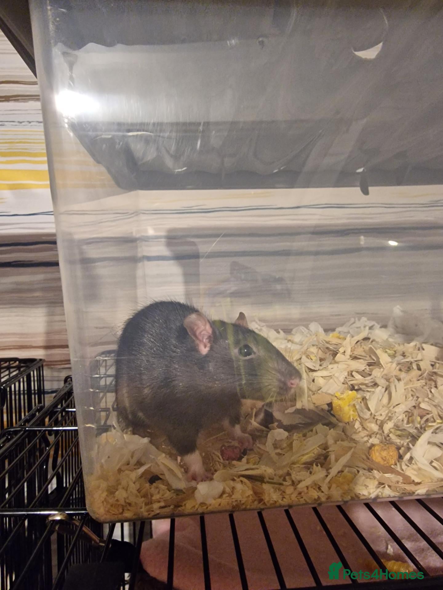 Rat rodents for sale: Black Rat (Female)  - Advert 6