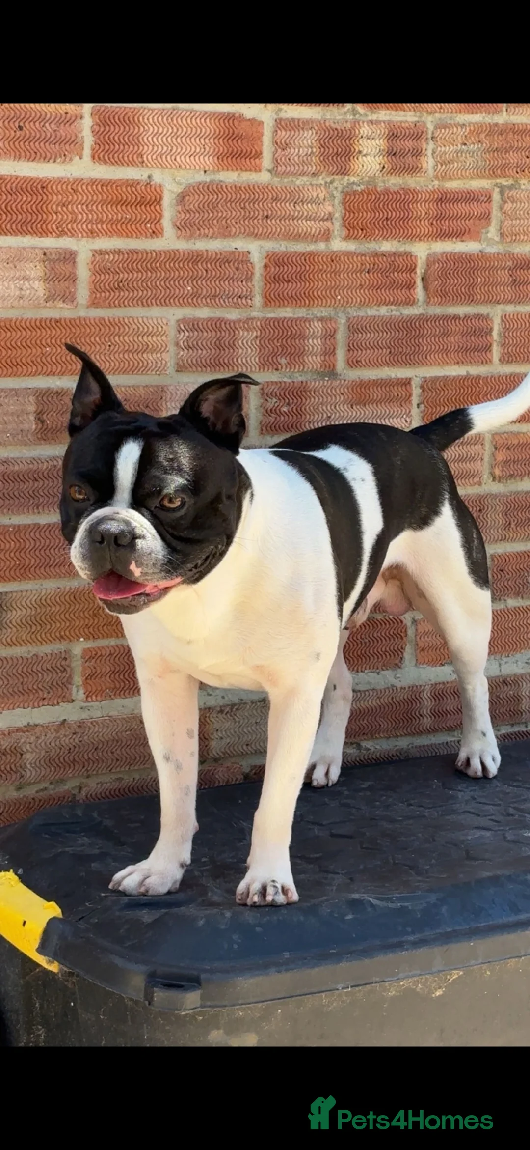 Boston Terrier dogs for stud: Boston for stud  in Southampton - Advert 1