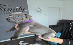 Mixed Breed dogs for sale: Staffy cross pups for sale  - Image 11