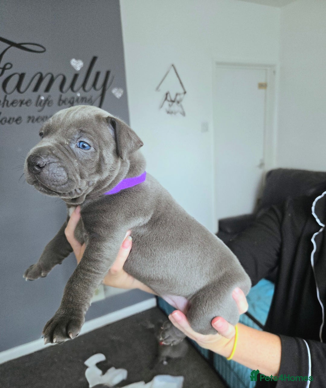 Mixed Breed dogs for sale: Staffy cross pups for sale  - Image 11