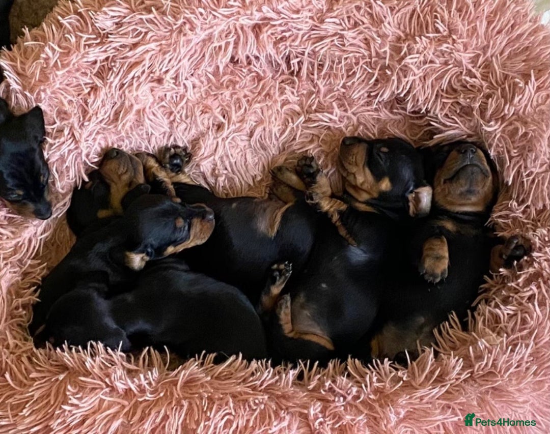 Dachshund dogs for stud: Proven Choc and Tan Dachshund for Stud in Swindon - Image 11
