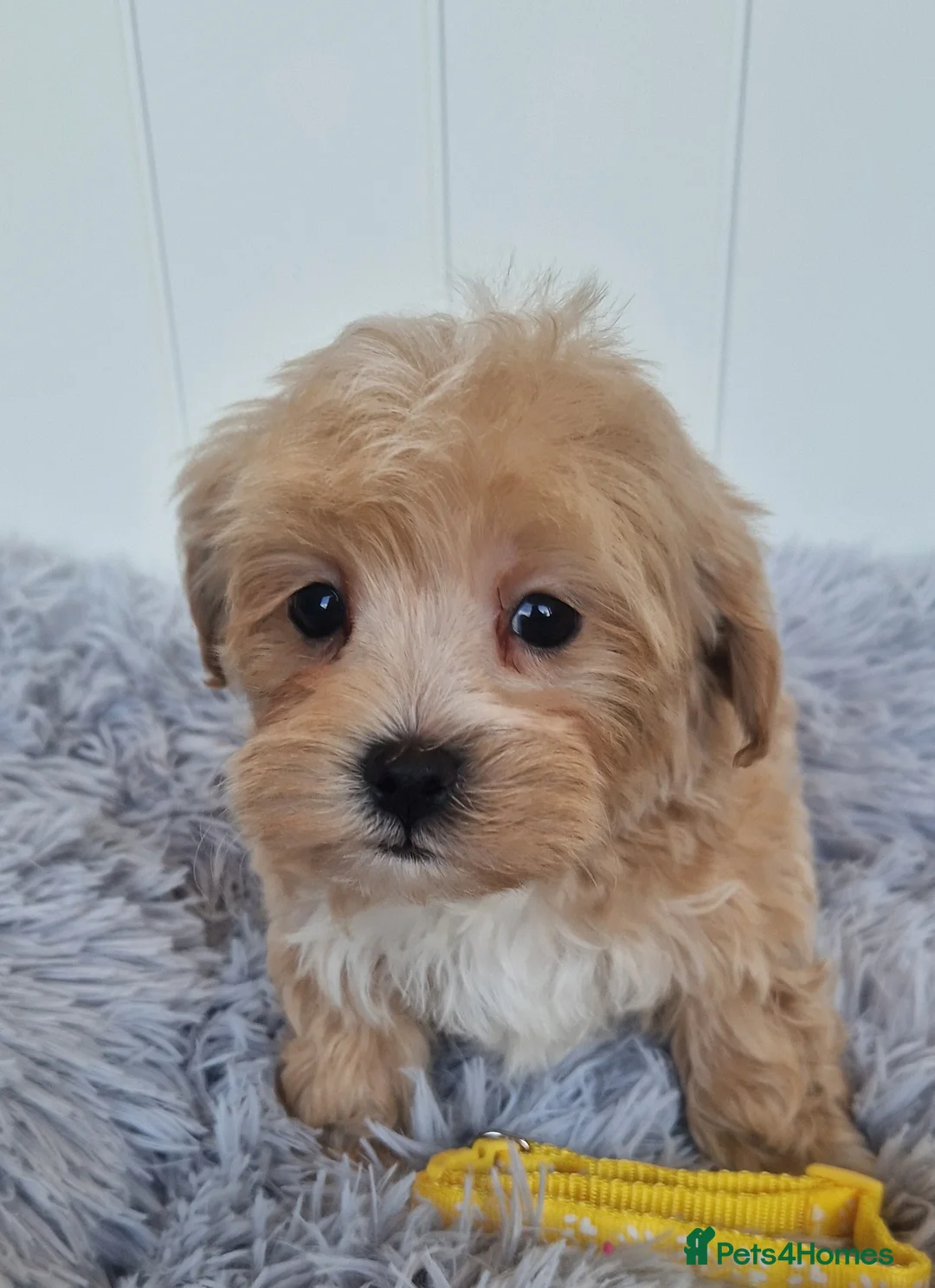 Maltipoo dogs for sale:  Beautiful health clear Maltipoo's - Advert 10