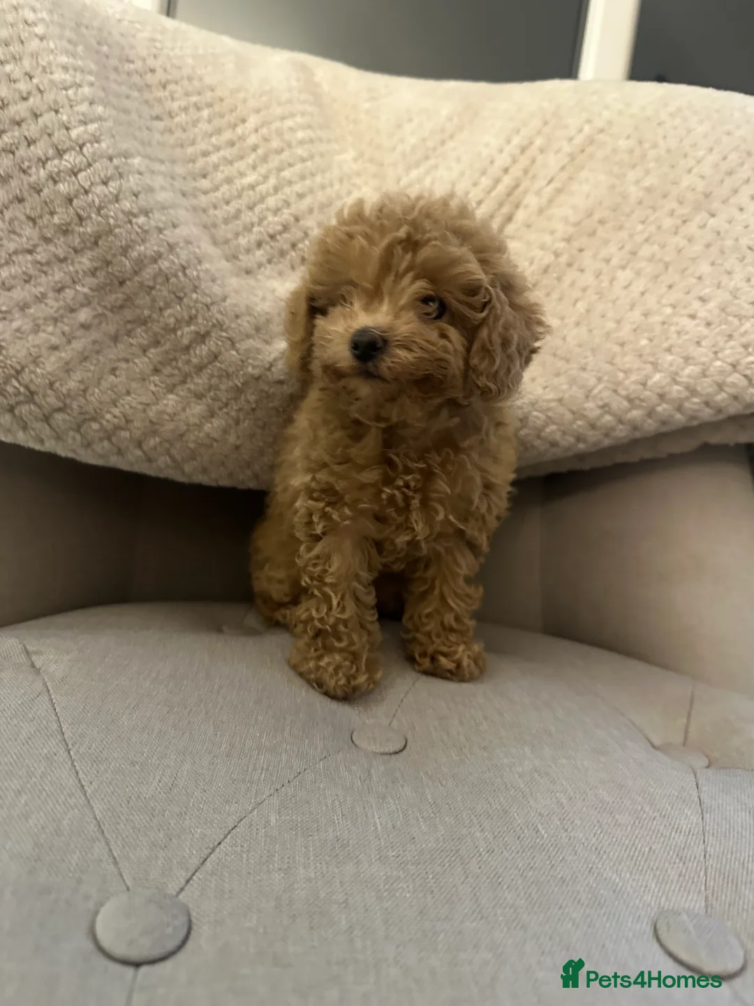 Toy Poodle dogs for sale: Beautiful toy poodle female puppy  - Advert 5