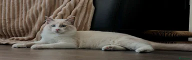 Ragdoll 