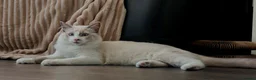 Ragdoll cats for sale: Beautiful Ragdoll male - Advert 2