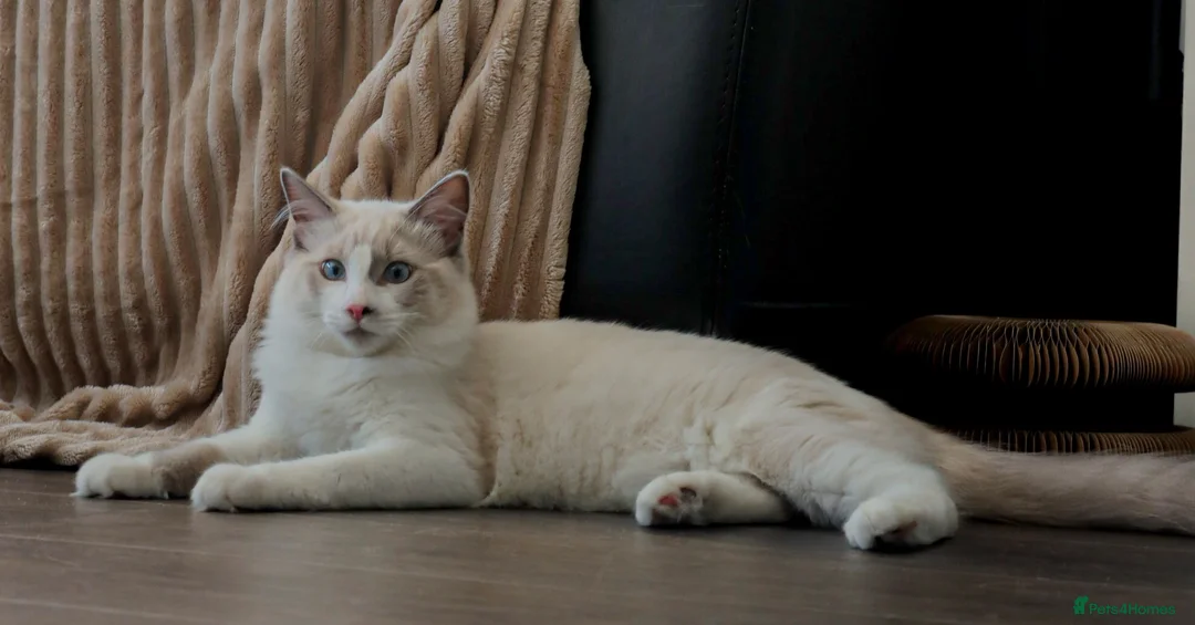 Ragdoll cats for sale: Beautiful Ragdoll male - Advert 2