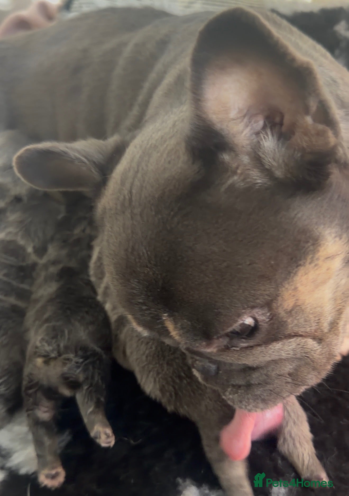 French Bulldog dogs Beautiful Theo the French bulldog  - Advert 4