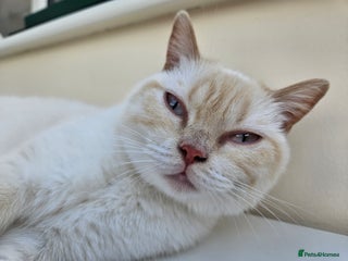 British Shorthair cats British Shorthair Colourpoint Female 14mths - Advert 3