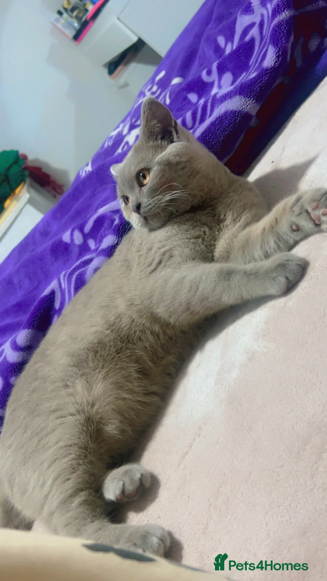 British Shorthair cats for sale: 2 british shorthair in Blackburn - Advert 2