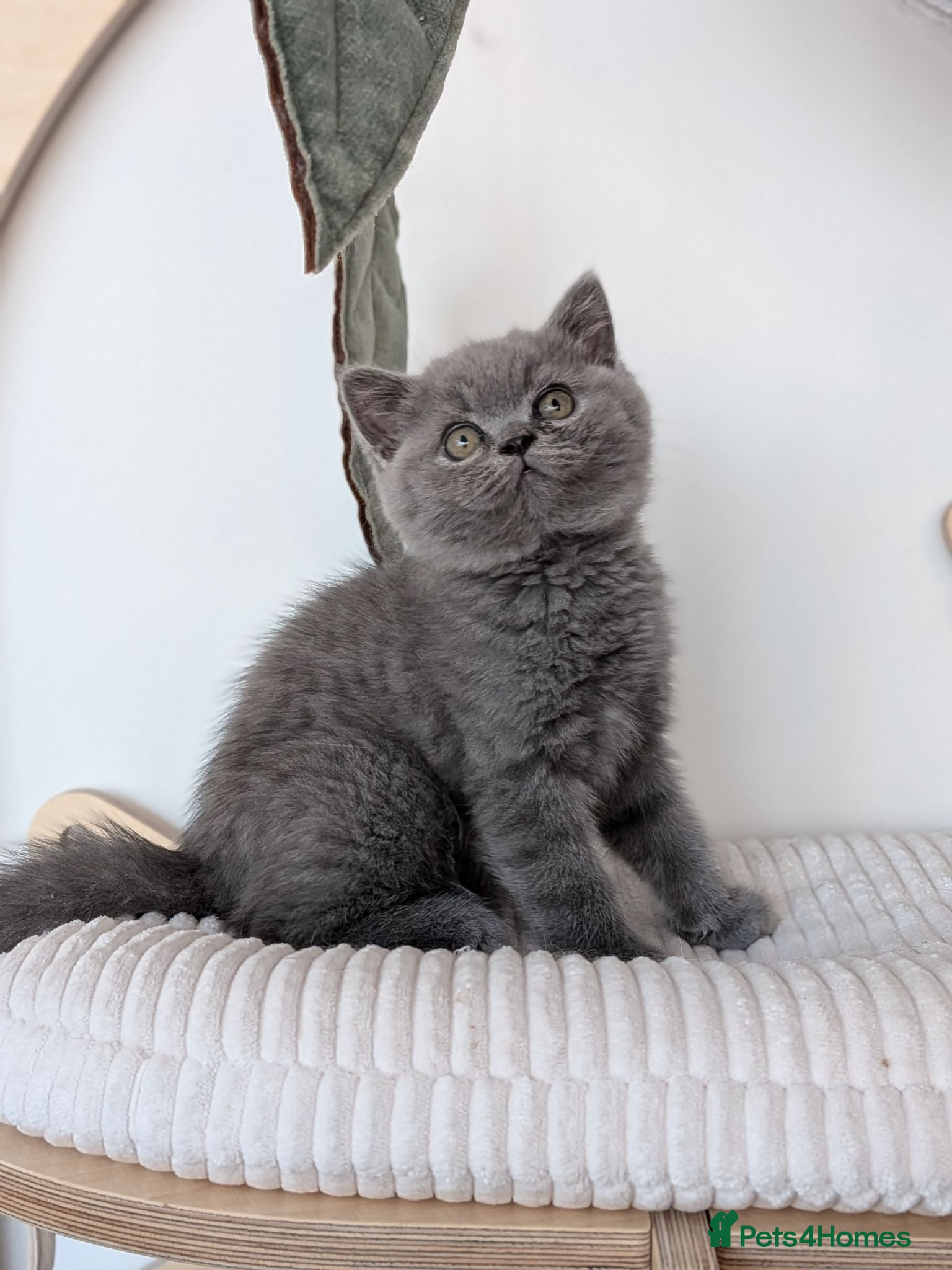 British Shorthair cats GCCF registered Kittens champion bred - Advert 2