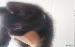 Domestic Shorthair cats for sale: Kittens - Image 11