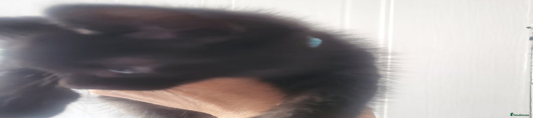 Kitten 2