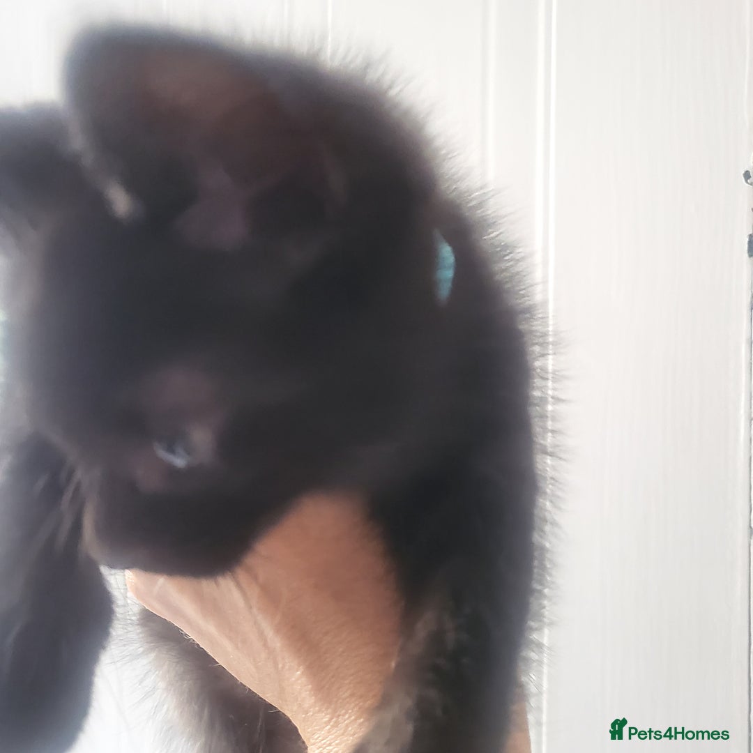 Domestic Shorthair cats for sale: Kittens - Image 11