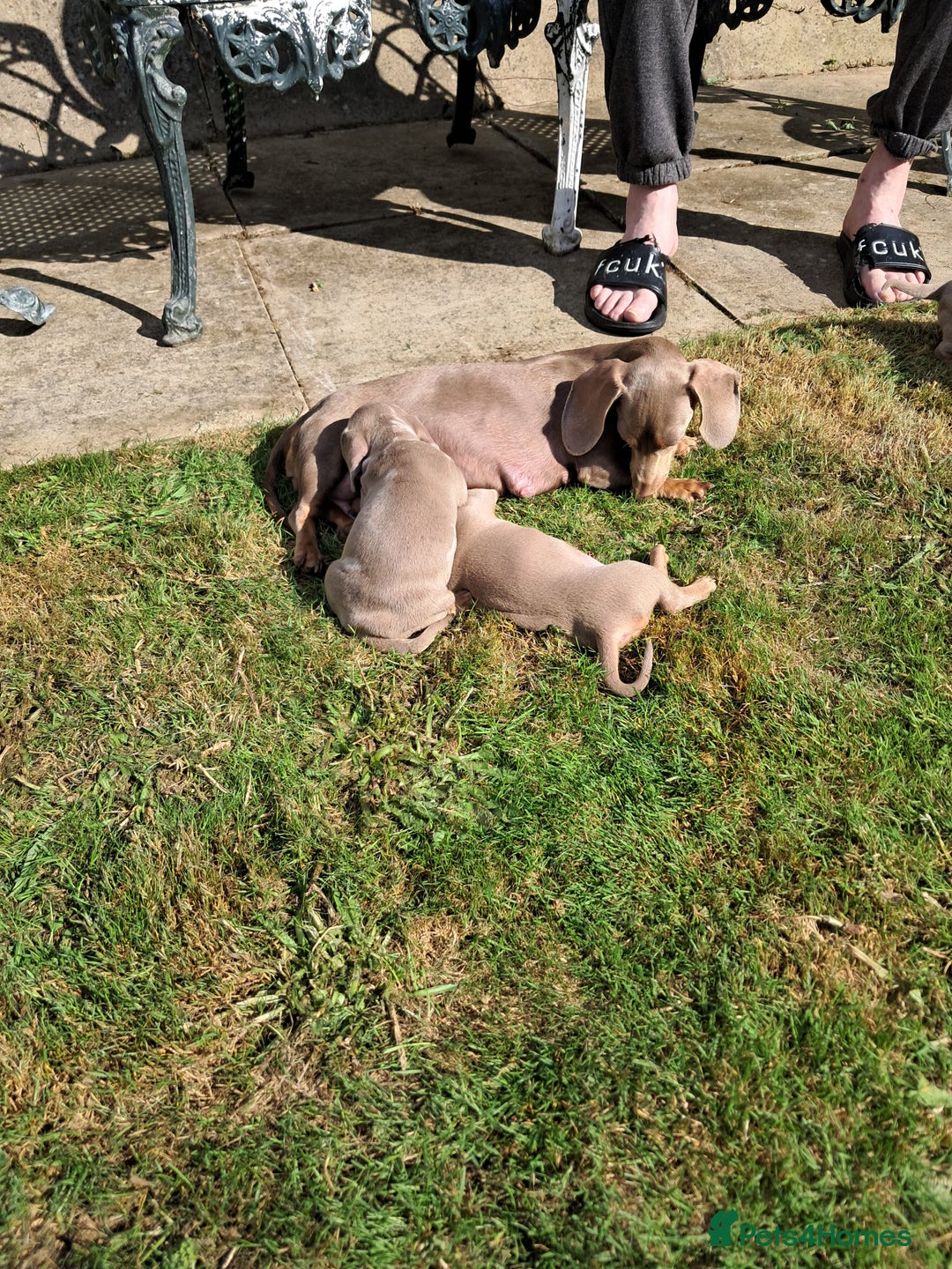 Dachshund dogs for sale: Miniature smooth daschunds - Image 1