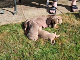 Dachshund dogs - Advert 4