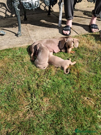 Dachshund dogs - Advert 3