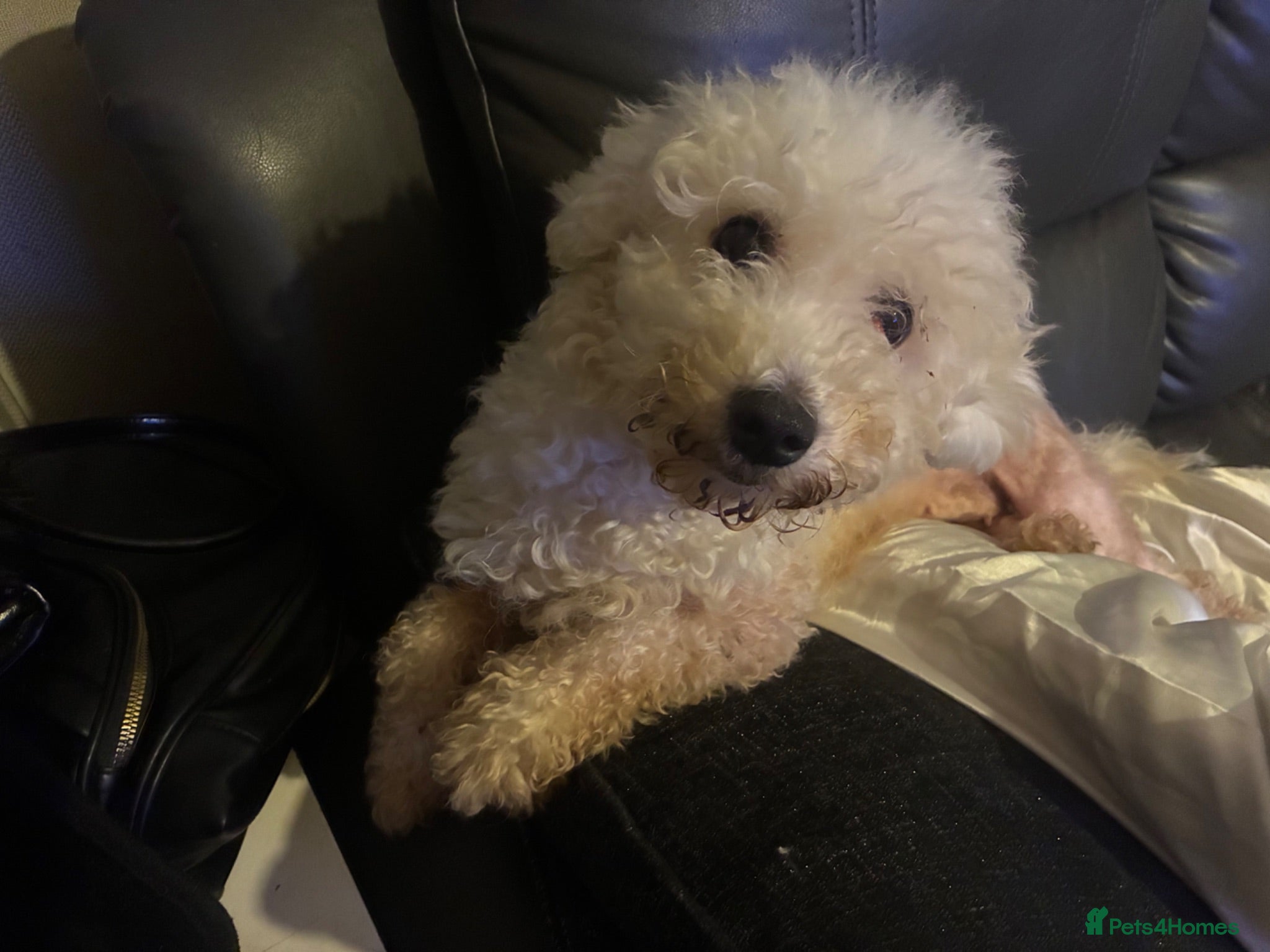 Bichon Frise dogs Beautiful Bichon Frise girl - Advert 1