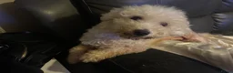 Bichon Frise dogs for sale: Beautiful Bichon Frise girl - Advert 1