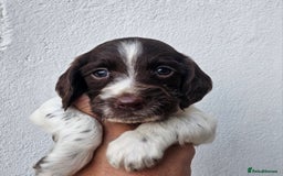 English Springer Spaniel dogs for sale: English Springer Spaniels Puppies 🐾 - Image 12