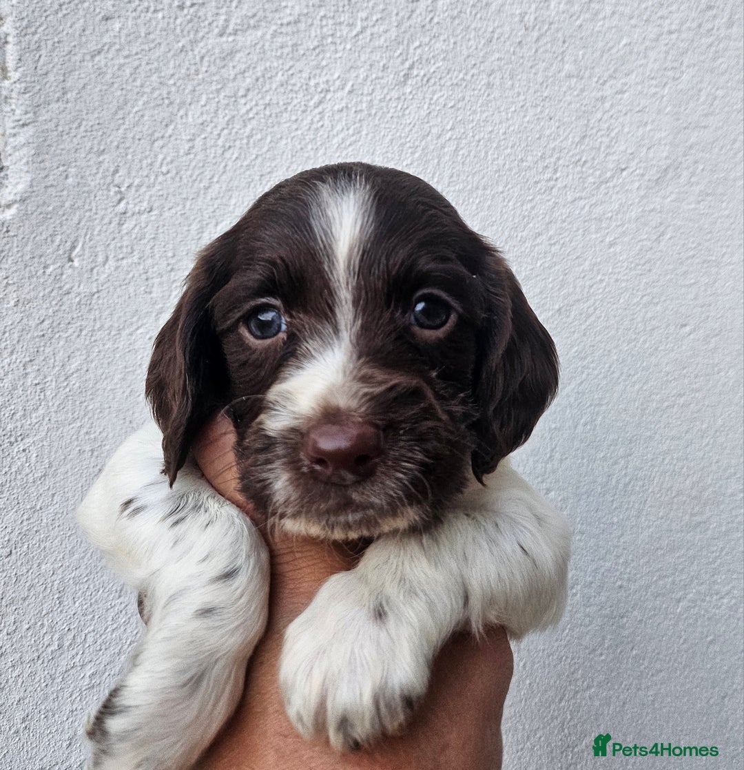 English Springer Spaniel dogs for sale: English Springer Spaniels Puppies 🐾 - Image 12