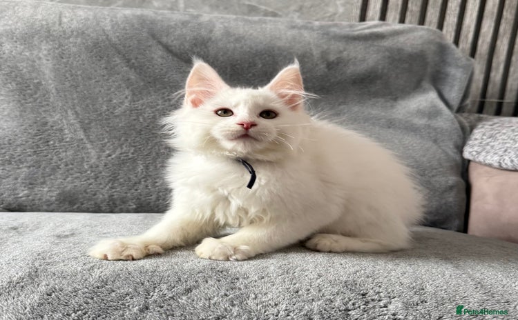 Maine Coon cats - Advert 2