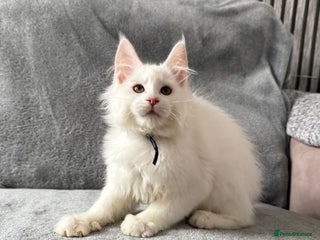 Maine Coon cats - Advert 3