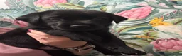 Labrador Retriever dogs for sale: Now taking deposits on my beautiful babies - Advert 3