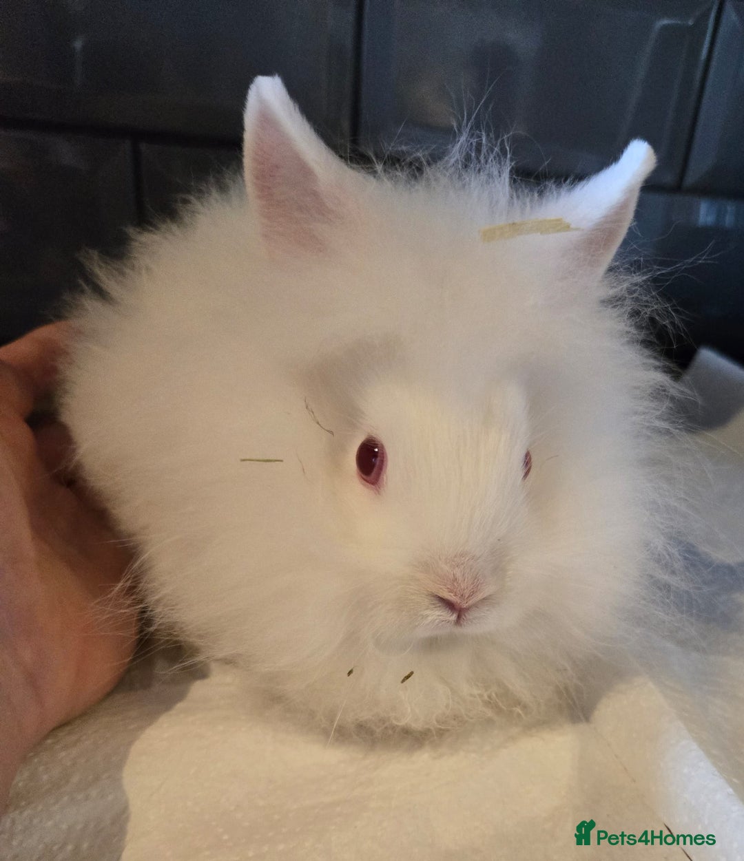 Lionhead rabbits for sale: 8 week old lionhead rabbit for new homes  - Image 2