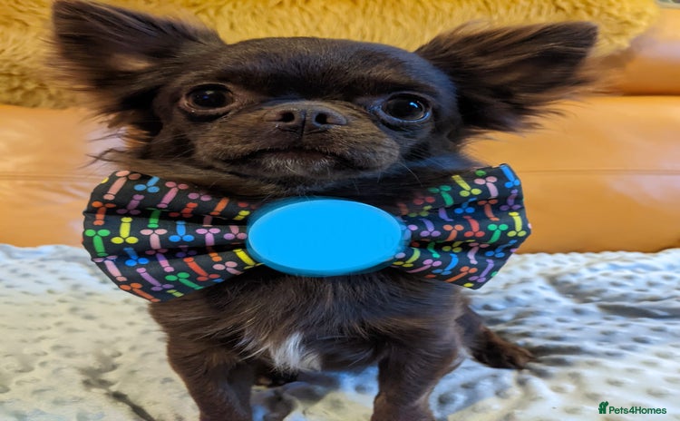 Chihuahua dogs - Advert 8