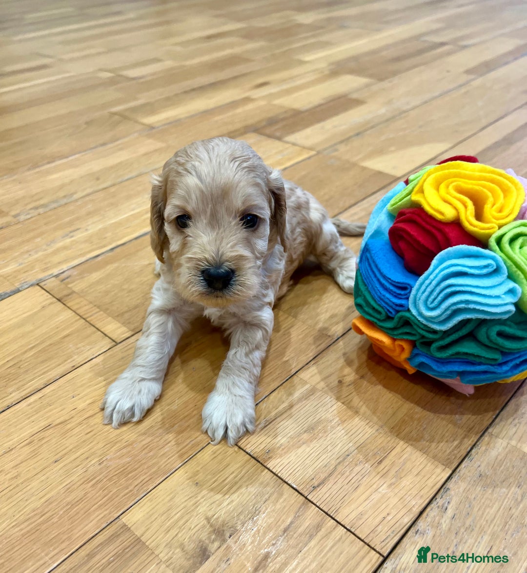 Cockapoo dogs for sale: ♥️Fabulous Toy Cockapoo Puppies Kc Reg Parents - Advert 12
