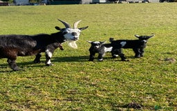Goats livestock for sale: Pygmy goat wether kids - Image 6