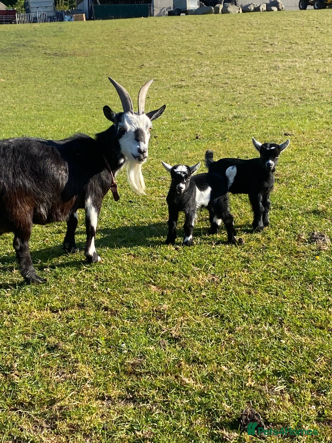 Goats livestock for sale: Pygmy goat wether kids - Image 6