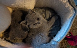 British Shorthair cats for sale: British Short Hairs And White BSH - Image 10