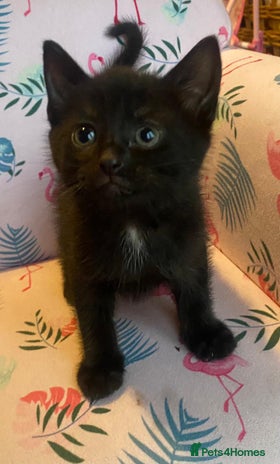 Mixed Breed cats - Advert 18