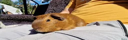 Chickens poultry for sale: California x male Guinea pig 6 months old - Advert 4