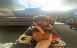 Miniature Dachshund dogs for sale: Pure mini chocolate/tan 6wk old dachshund boys  - Image 6