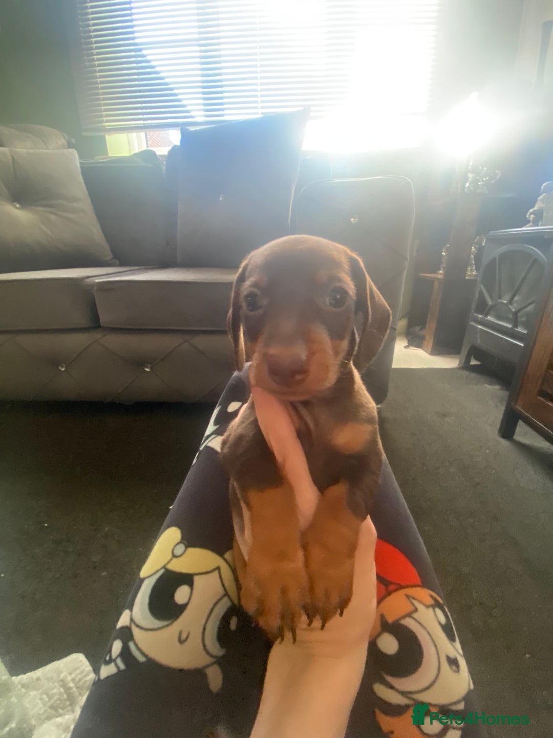 Miniature Dachshund dogs for sale: Pure mini chocolate/tan 6wk old dachshund boys  - Image 6