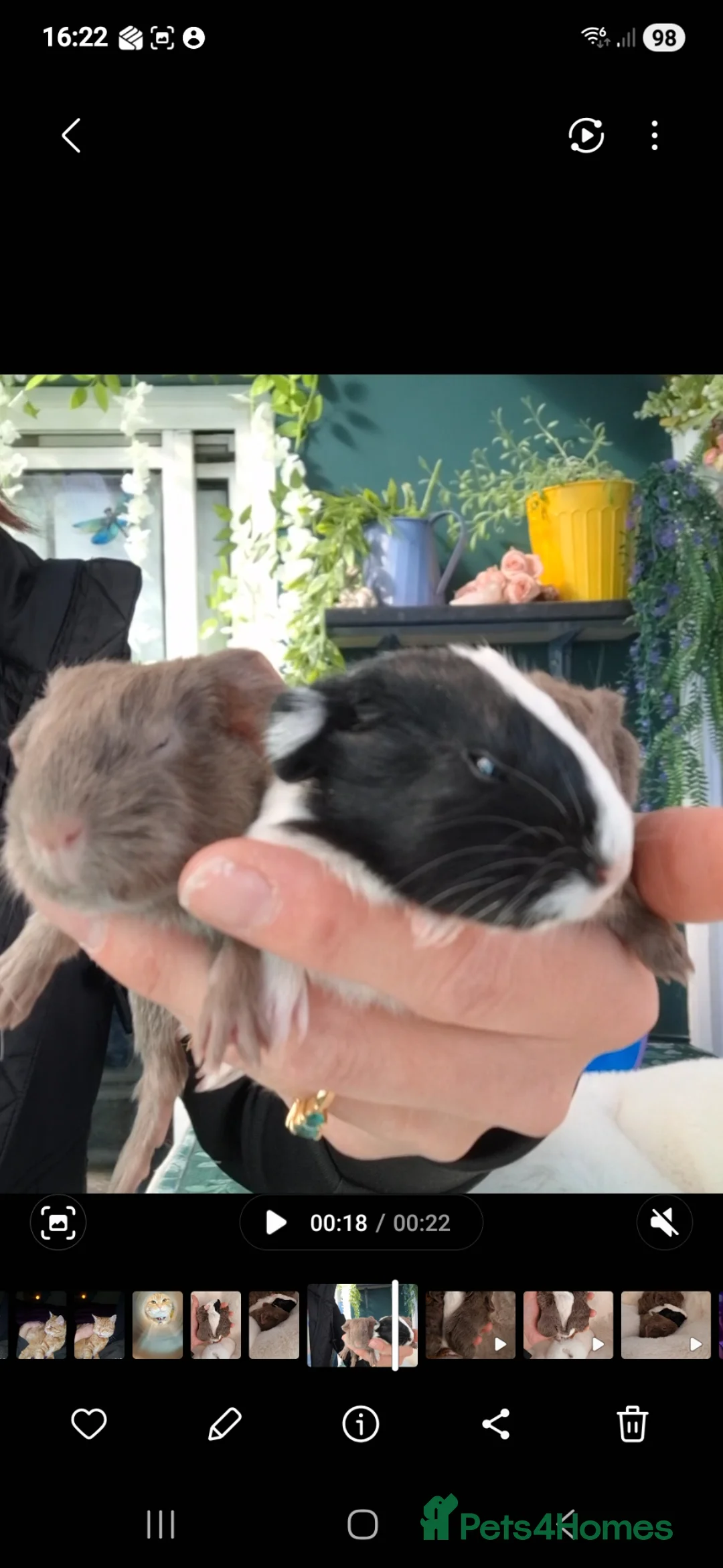 Guinea Pig rodents for sale: Bonded pair of female guinea pigs  - Advert 2