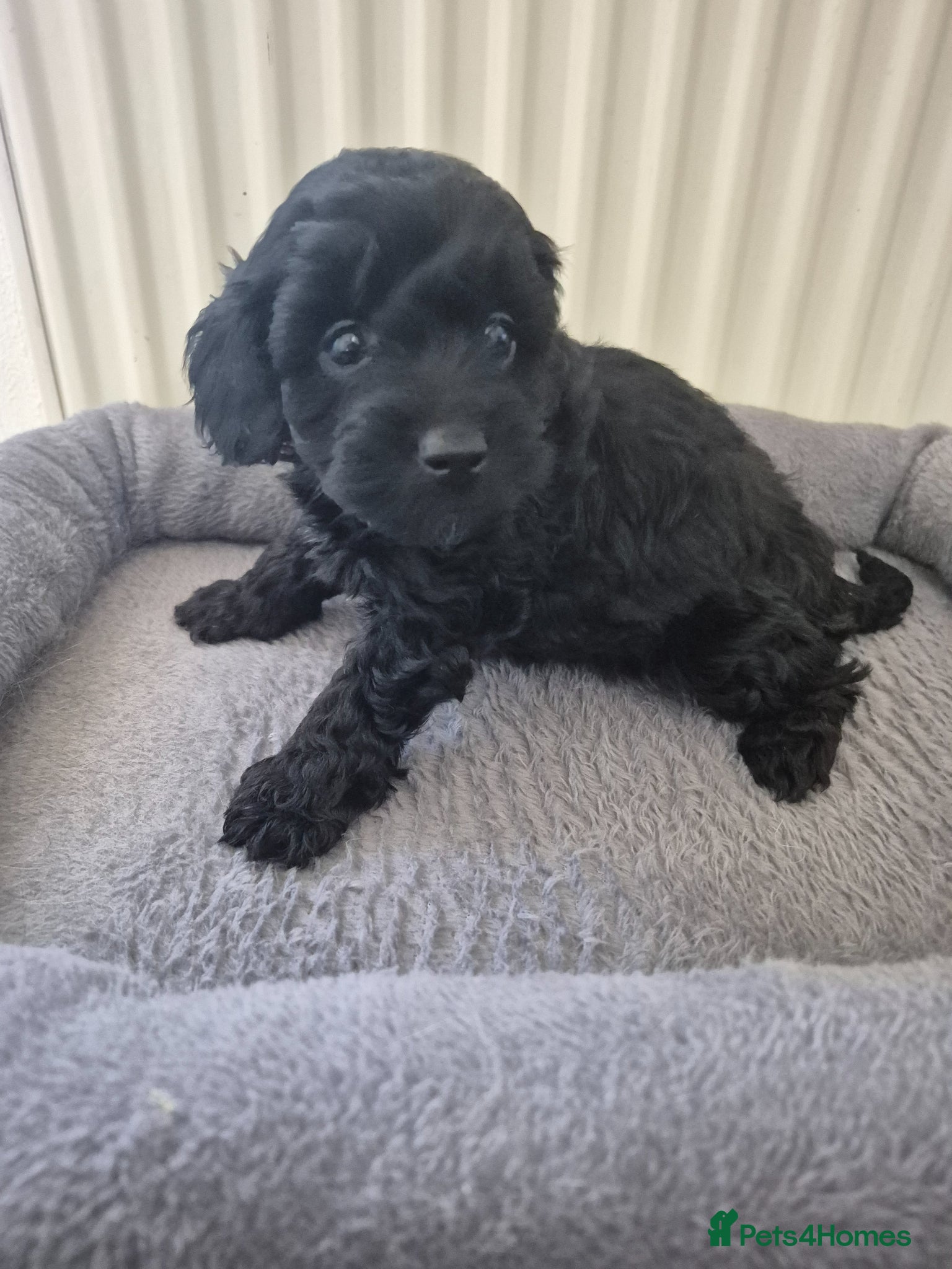 Cockapoo dogs cockapoo puppies Ready now  - Advert 16