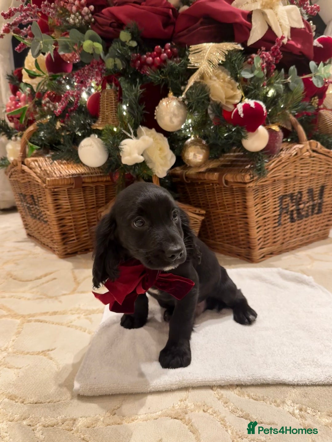 Cocker Spaniel dogs for sale: Cocker spaniel puppies  - Advert 17