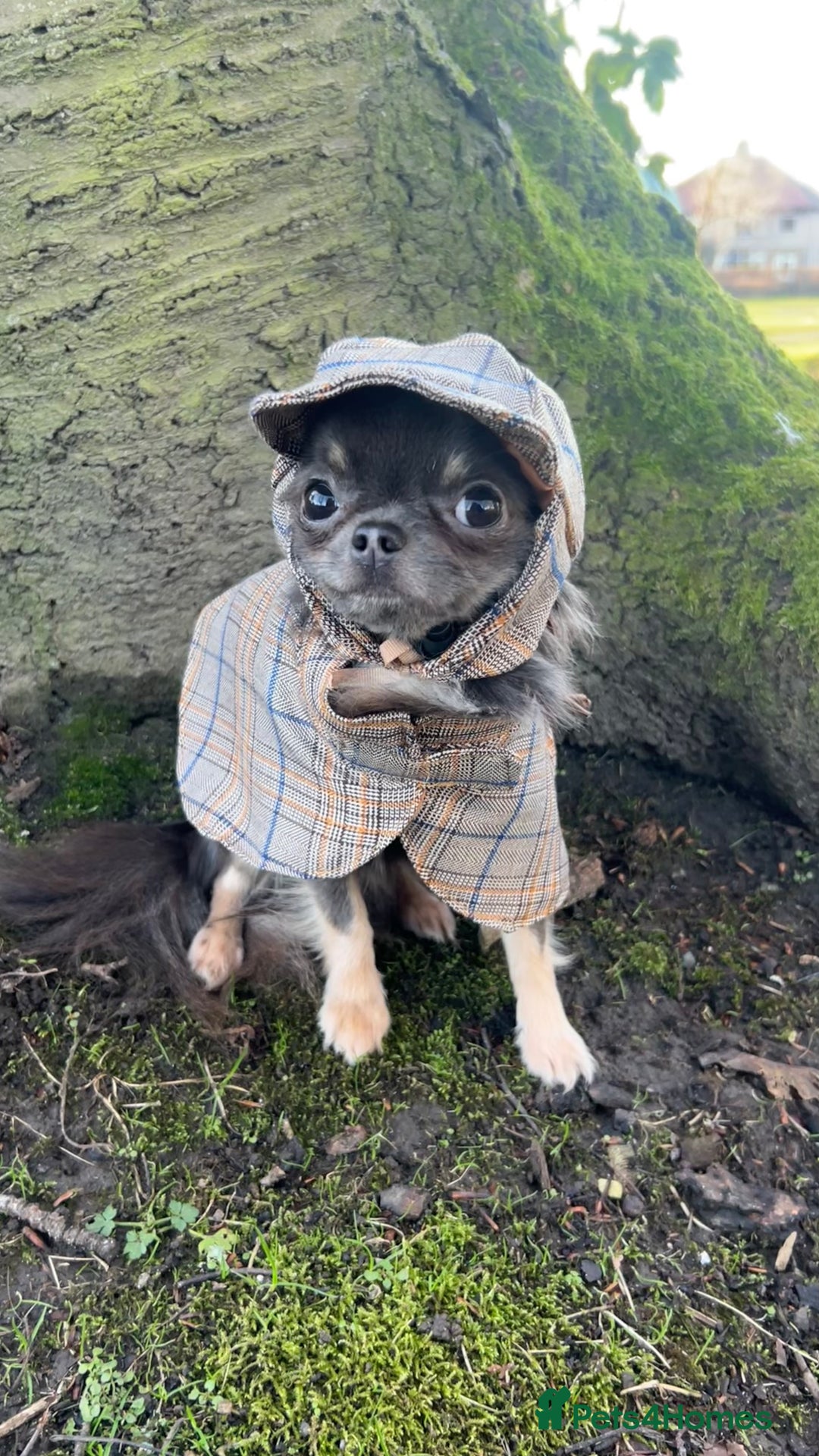 Chihuahua dogs for stud: 1.8kg TikTok star STUD DUTIES ⭐️ - Image 2