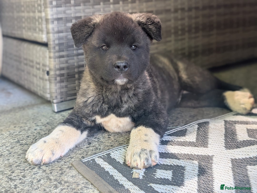 Puppies Akita X Poodle Akita Mini Poodle Mix Akita Puppies For